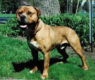 The front left side of a brown with white American Bull Molosser that is standing across a lawn with its mouth open and its tongue is out.