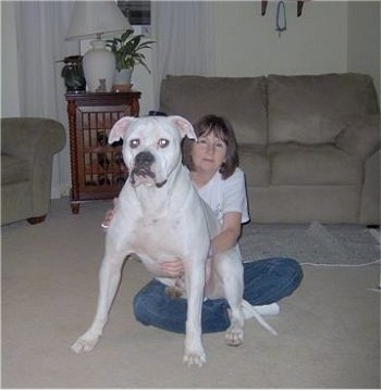 A white American Bulldog is sitting in the lap of a lady, who is sitting on a carpet.