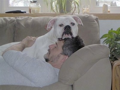 The right side of a white American Bulldog that is laying on a couch on top of a person who is sleeping on the couch
