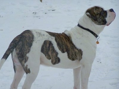 The right side of a white with brindle American Bulldog that is standing across a snowy surface, it is looking up and to the right.