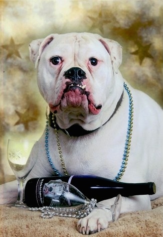 A white American Bulldog is posing on a carpet for a new years picture with champagne and two glasses and beads