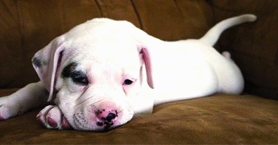Close up - The front left side of a white with black American Bulldog puppy that is laying down on a couch