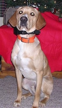 A tan with white American Gointer is sitting on a carpet, in front of a christmas tree and it is looking forward.