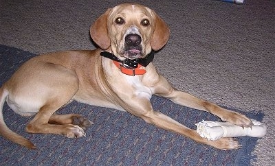 The right side of a tan with white American Gointer that is laying on a carpet with a bone and it is looking forward.