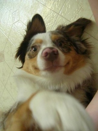 Close up - Topdown view of an Australian Shepherd that is laying up-side-down on a tiled floor