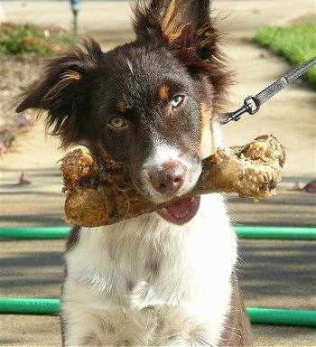 Close up - A tri-colored Australian Shepherd is sitting on a sidewalk. It has a big dog bone in its mouth and its head is slightly tilted to the left.