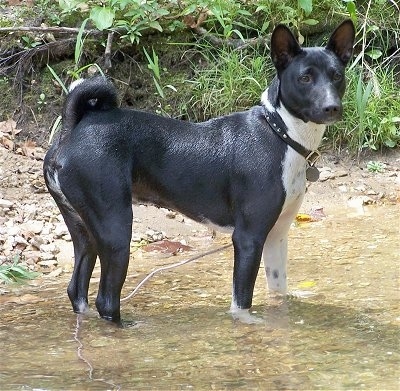 Perrin the Basenji standing in water