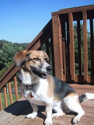 The front left side of a tri-color Baskimo that is sitting on a deck at the top of wooden steps. It is looking to the right and its mouth is open.