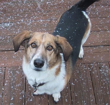 Topdown view of a tri-color Baskimo that is standing on a wooden deck with snow flakes around it.