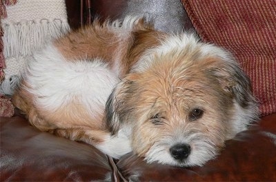 Close Up - Jack the Bea-Tzu laying on a brown leather couch