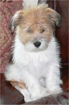 Jack the Bea-Tzu sitting on a couch