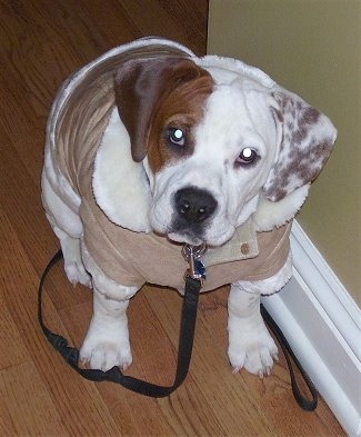 A white with brown Beabull is wearing a winter coat and it is sitting against a wall.