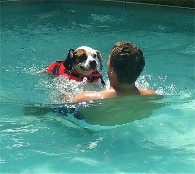 The front right side of a Beabull that is wearing a life jacket swimming in a pool and it is going towards a man