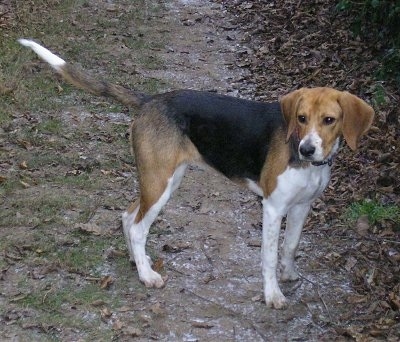 Get uno beagle photos