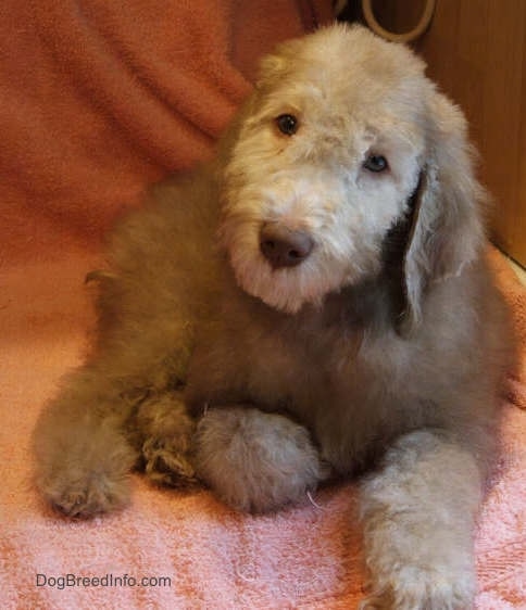 Glenn the Bedlington Terrier puppy laying on a peach blanket