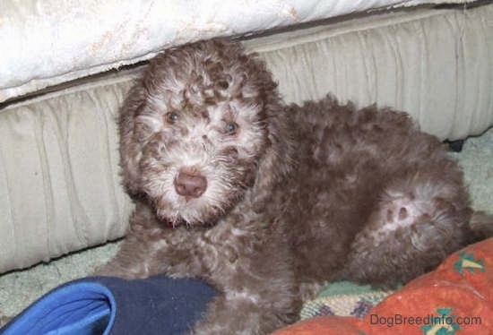 Lily the Bedlington Terrier puppy laying in front of a bed