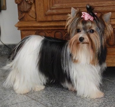   Breed Chart on Biewer Terrier   Biewer    La Pom Pon   Biewer Yorkie   Biewer