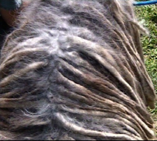 Close Up - The coat of a black Bergamasco