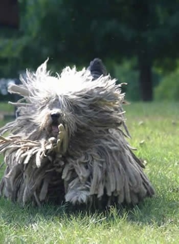 A white Bergamasco is running up a field and its hair is jumping all around.