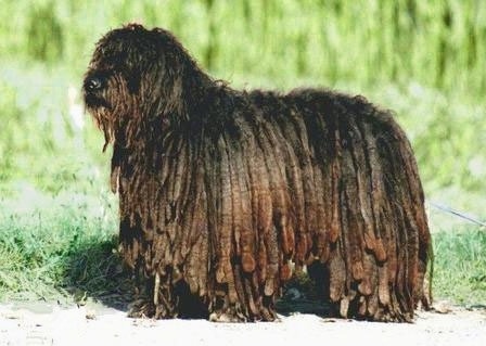 The left side of a black Bergamasco that is standing across a sidewalk and it is looking to the left.