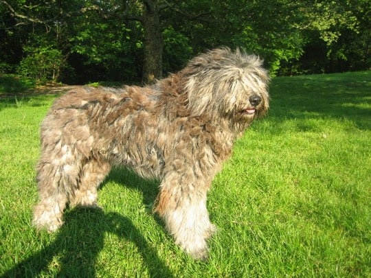 The right side of a tan with white Bergamasco that is standing across grass and it is looking to the right.