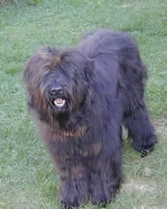 The front left side of a black Bergamasco that is standing in grass with its mouth open and it is looking forward.
