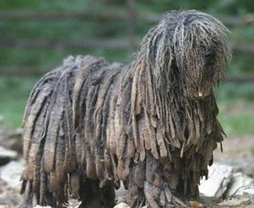 The right side of a black Bergamasco that is standing on rocks and it is looking to the right.