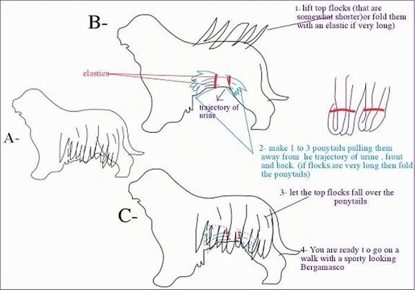 A drawing explaing how to cord a Bergamascos coat