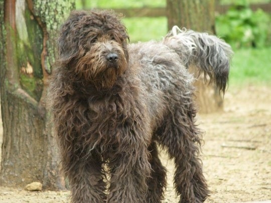A large breed, longhaired, wavy-coated, brown with tan and white Bergamasco dog is standing in dirt and there are trees behind it. It is looking to the right.