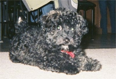 Close Up - Mr. Baxter the Bich-Poolaying on a rug looking at the camera holder