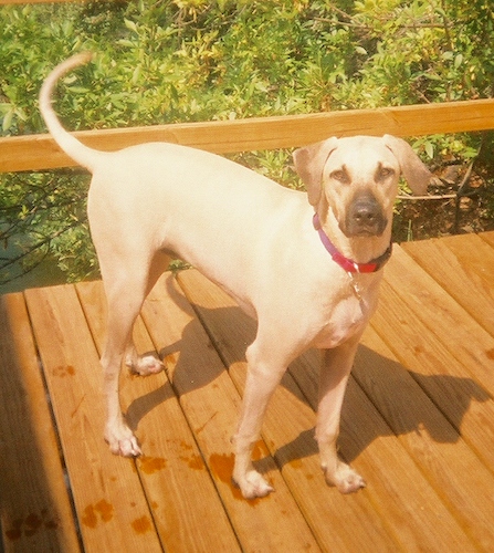 Murffy the Black Mouth Cur standing on a wooden deck wearing a red collar