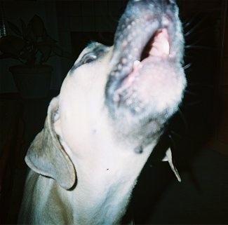 Close Up - Murffy the Black Mouth Cur barking