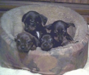 A Litter of Bo-Dach puppies are laying in a dog bed