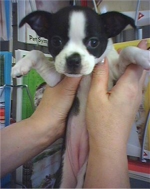 Close up - A black with white Boston Huahua puppy is being held belly-out in the hands of a person. The dogs ears are hanging to the side.