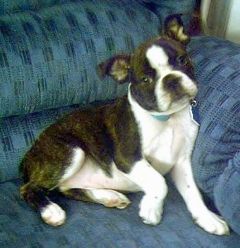 Chance the Boston Terrier puppy laying on a blue couch