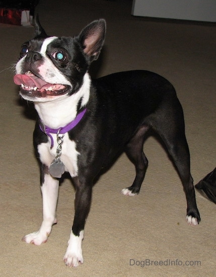 PJ the Boston Terrier standing with her tongue out