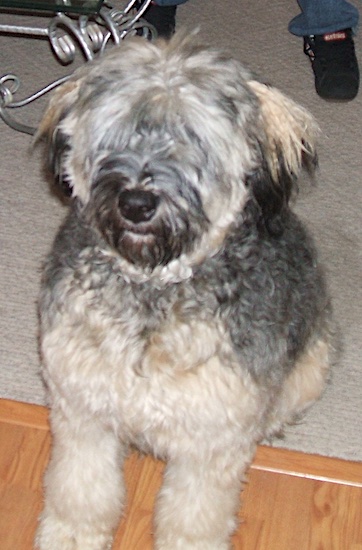 Nani the Bouvier des Flandres sitting on a carpet with front paws extended onto the hardwood floor