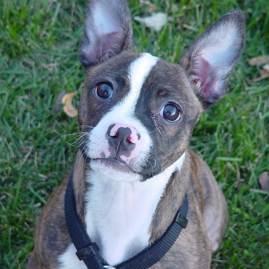 Close Up - Bailey the Brat wearing a black harness sitting outside looking up at the camera holder