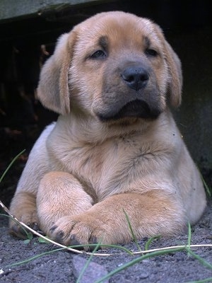 Aslan the Danish Broholmer puppy is laying outside under a staircase looking wise