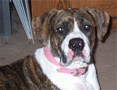 Close Up - Casey Jane the Bulloxer sitting in front of a cabinet