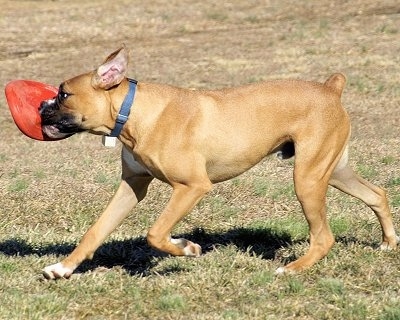 Khaos the Bulloxer playing with a frisbee