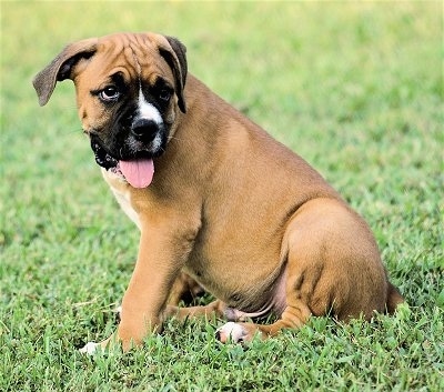 boxer puppies pictures. the Bulloxer puppy at 3