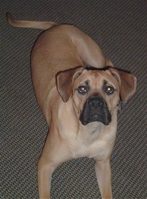 Sammy the Bulloxer puppy laying on a carpet looking at the camera holder