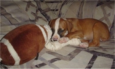 Koko the Bulloxer puppy laying on a couch with a dog toy and a plushfootball