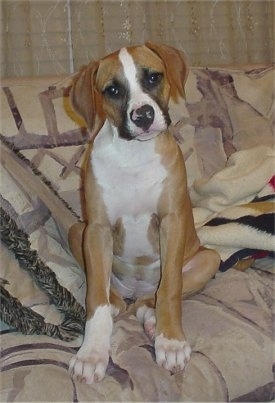 Koko the Bullboxer puppy sitting on a couch