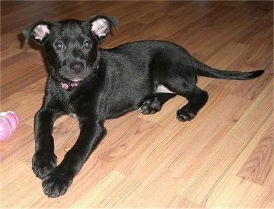 Stella the Bullmasador puppy laying on the hardwood floor next to a toy