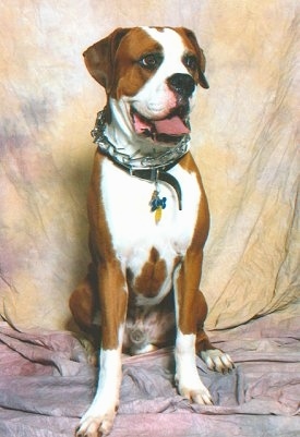 Bear the Bulloxer sitting on a blanket in front of a backdrop