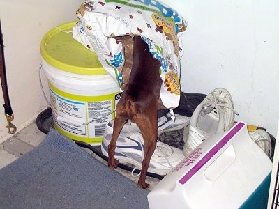 Chewy the Min-Pin is standing over a bunch of shoes and the upper half of his body is in a bag of cat food