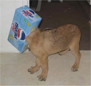 Diablo the Saint Bernard/German Shepherd mix Puppy is standing on a tiled floor with its head in a diet pepsi box