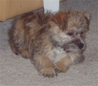 Ditka the Cairnese puppy laying under a white table and looking to the right